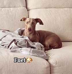 FUET♡