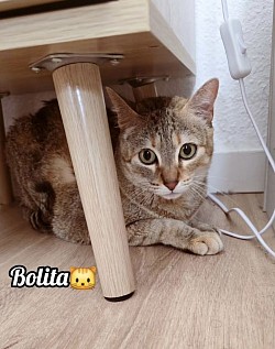 BOLITA♡