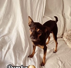 PUMBA♡