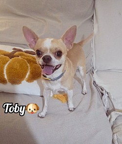 TOBY♡