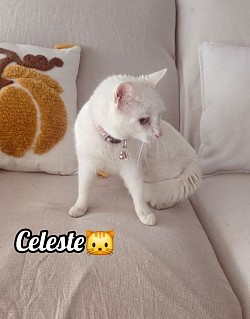 CELESTE♡