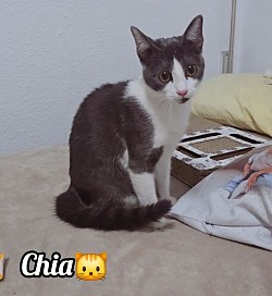 CHIA♡