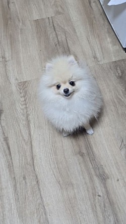 SIRA♡