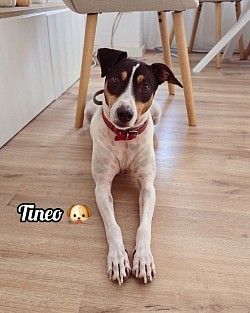 TINEO♡