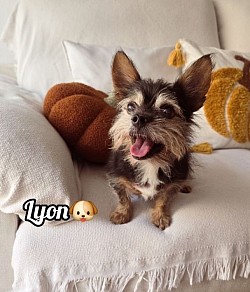 LYON♡