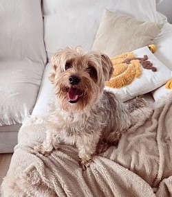 GIZMO♡